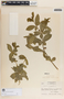 Rauvolfia tetraphylla image