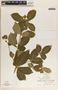 Rauvolfia tetraphylla image