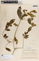 Rauvolfia tetraphylla image