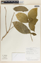 Rauvolfia tetraphylla image