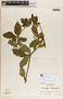Rauvolfia tetraphylla image