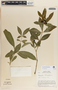 Rauvolfia tetraphylla image
