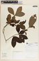 Rauvolfia tetraphylla image