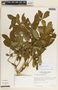 Rauvolfia tetraphylla image
