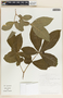 Rauvolfia tetraphylla image