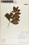 Rauvolfia tetraphylla image