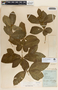 Rauvolfia tetraphylla image