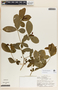 Rauvolfia tetraphylla image