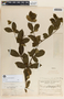 Rauvolfia tetraphylla image
