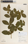 Rauvolfia tetraphylla image