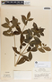 Rauvolfia tetraphylla image
