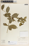 Rauvolfia tetraphylla image