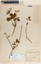 Rauvolfia viridis image