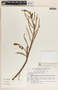 Rhabdadenia biflora image