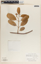 Rhabdadenia biflora image