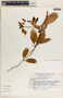 Rhabdadenia biflora image