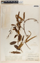 Rhabdadenia biflora image