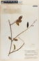 Rhabdadenia biflora image
