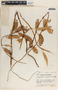 Rhabdadenia biflora image
