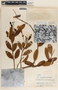 Rhabdadenia biflora image