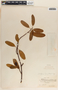 Rhabdadenia biflora image