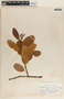 Rhabdadenia biflora image