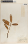 Rhabdadenia biflora image