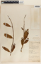 Rhabdadenia biflora image