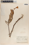 Rhabdadenia biflora image