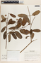 Rhabdadenia biflora image