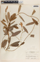 Rhabdadenia biflora image