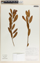 Rhabdadenia biflora image