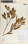 Rhabdadenia biflora image