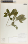 Stemmadenia alfaroi image