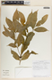 Stemmadenia alfaroi image