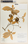 Stemmadenia alfaroi image