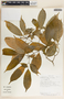 Stemmadenia alfaroi image