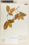 Stemmadenia alfaroi image