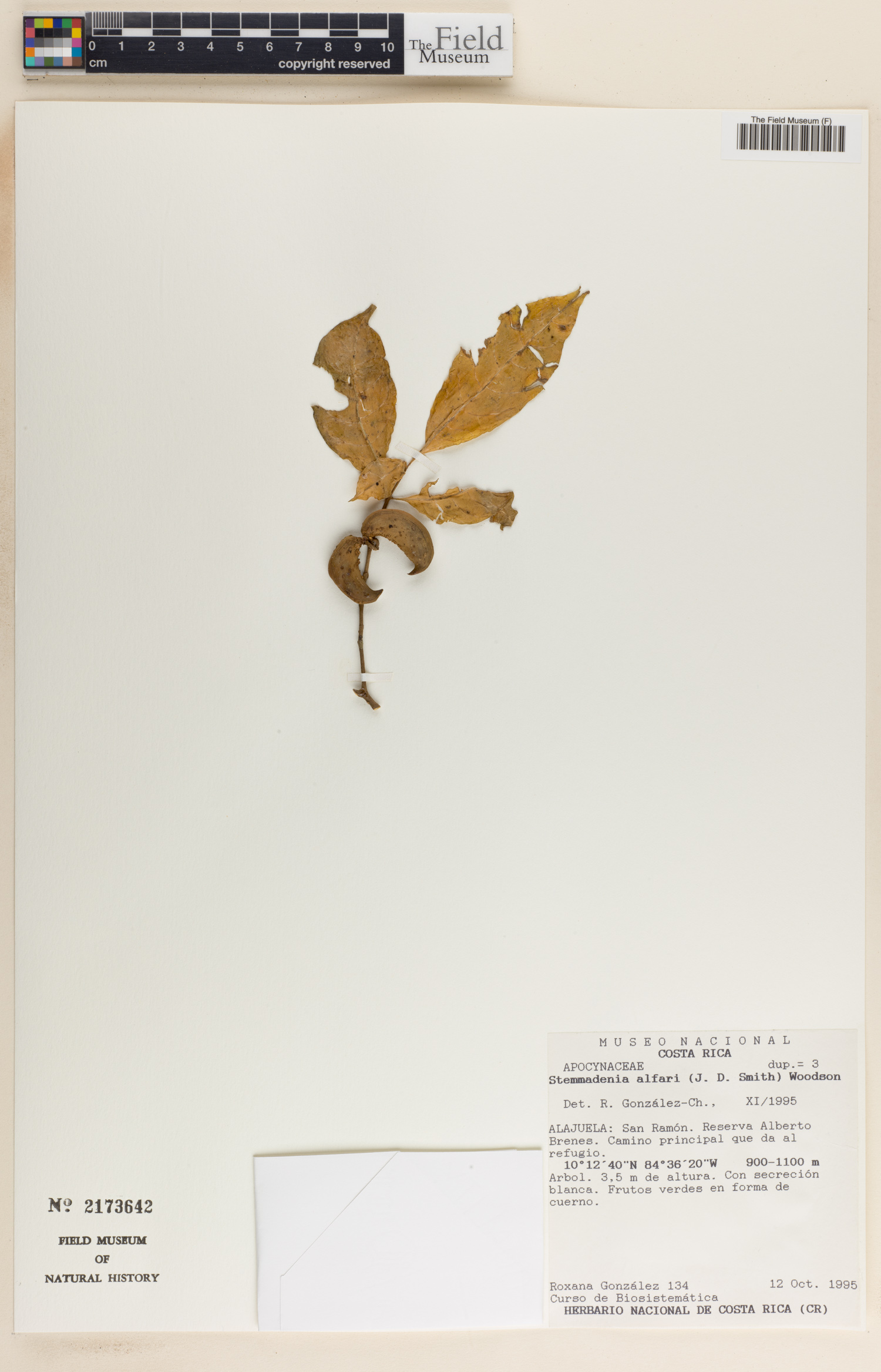 Stemmadenia alfaroi image