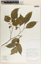 Stemmadenia alfaroi image
