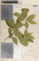 Stemmadenia alfaroi image