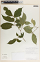 Stemmadenia alfaroi image