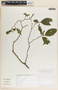 Stemmadenia alfaroi image