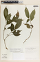 Stemmadenia alfaroi image