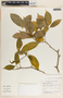 Stemmadenia alfaroi image