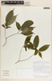 Stemmadenia alfaroi image
