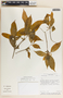 Stemmadenia alfaroi image