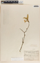 Stemmadenia alfaroi image