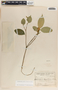 Stemmadenia alfaroi image