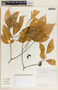 Stemmadenia alfaroi image